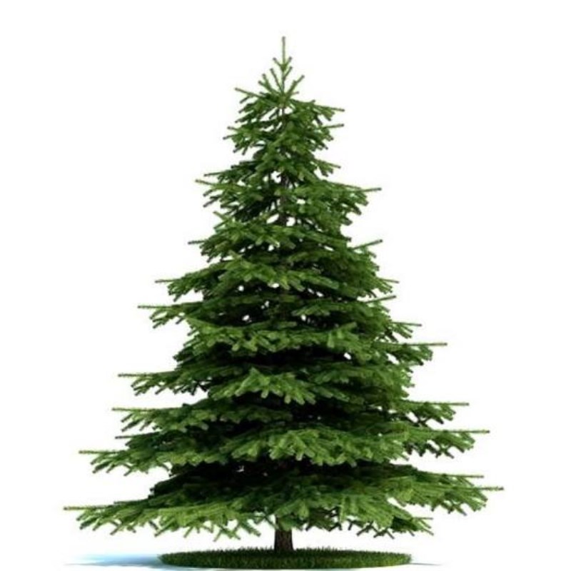 雪松树苗小苗庭院盆栽地栽绿化树苗南方北方种植黑松树苗四季常青