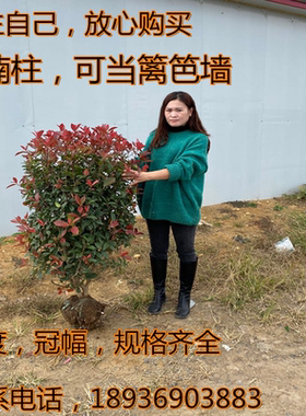 红叶石楠树苗小苗围墙绿篱植物高杆四季常青庭院绿化新品热卖柱球