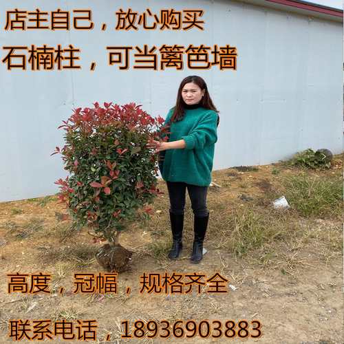 红叶石楠树苗小苗围墙绿篱植物高杆四季常青庭院绿化新品热卖柱球