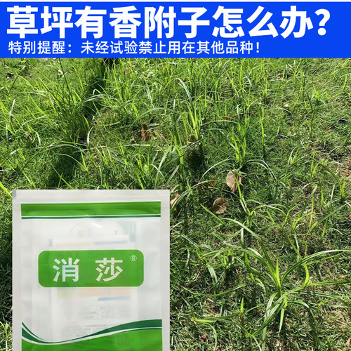 草坪除香附子技术+消莎除草剂