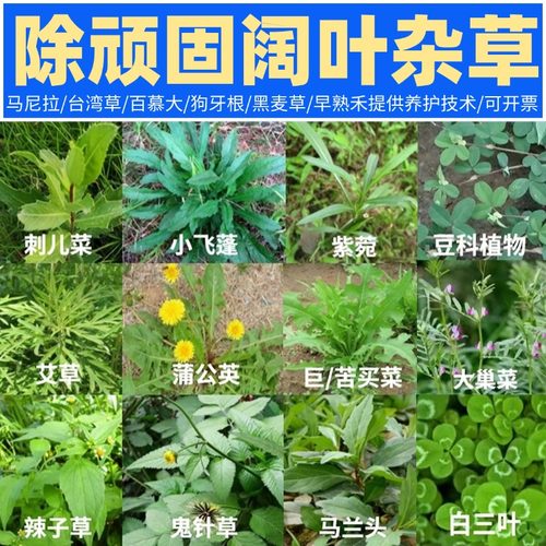 除刺儿菜蒲公英鬼针草农药除草剂