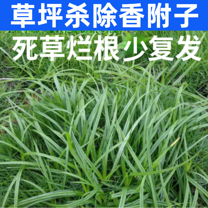 吡嘧磺隆杀香附子除草剂消莎草净莎能百慕大台湾草坪除三棱草烂根
