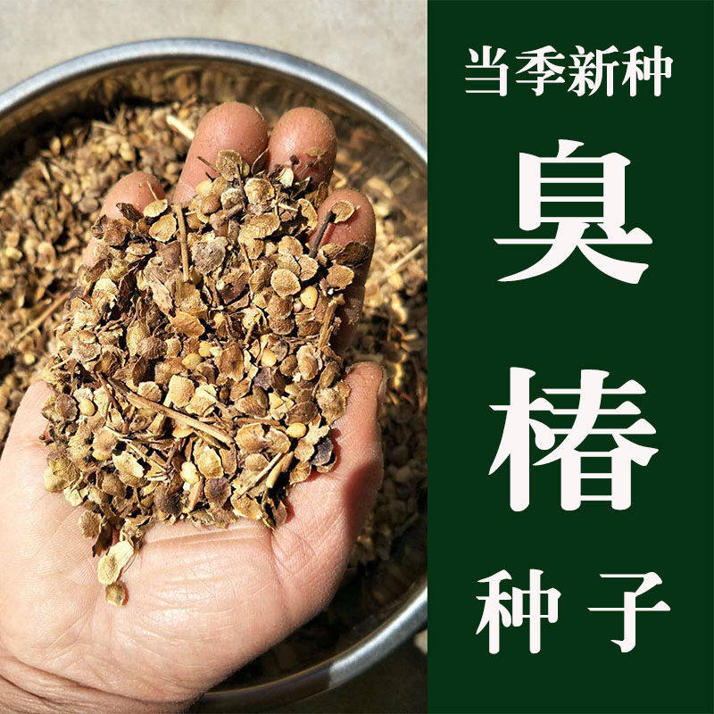 臭椿树种子臭椿籽凤眼草樗树子臭椿种子椿树种子造林树籽林木种子