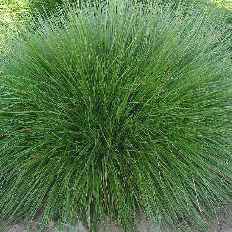 草科多年生苔草种子青绿薹草种子莎长寿草坪叶量大崂峪苔草种籽
