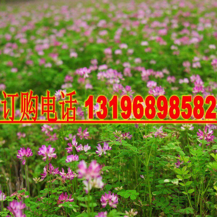 紫云英 翘摇 红花草 草子 牧草种子 饲料草 养鸡牛羊兔牧草 500克