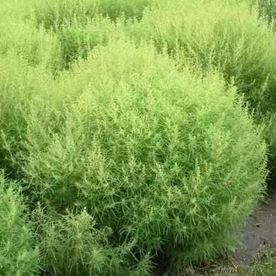地肤种子 扫帚子笤帚药用地肤子观赏园林用途落帚地伏 铁扫把种子