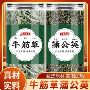 牛筋草蒲公英中药材正品 新鲜干草牛顿根草蟋蟀草路边千斤拔泡水喝