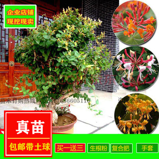 爬藤树型金银花苗药用黄白金银花树苗红色金银花盆栽地栽四季常青