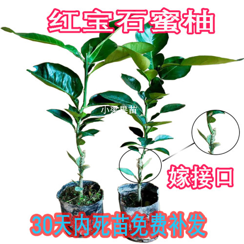 红宝石青柚四季挂果带土带叶