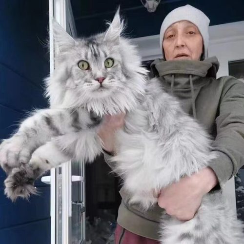 巨型纯种银虎斑缅因猫