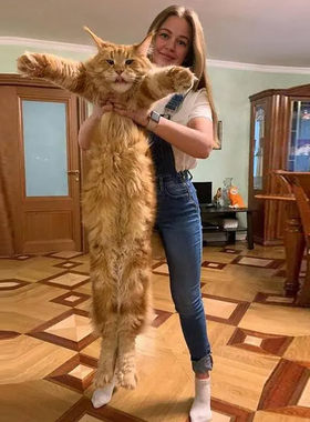 缅因幼猫纯种血统小猫活物宠物猫