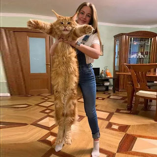 缅因猫幼猫缅因猫纯种俄系幼猫银虎斑猫咪小猫活物上海猫舍