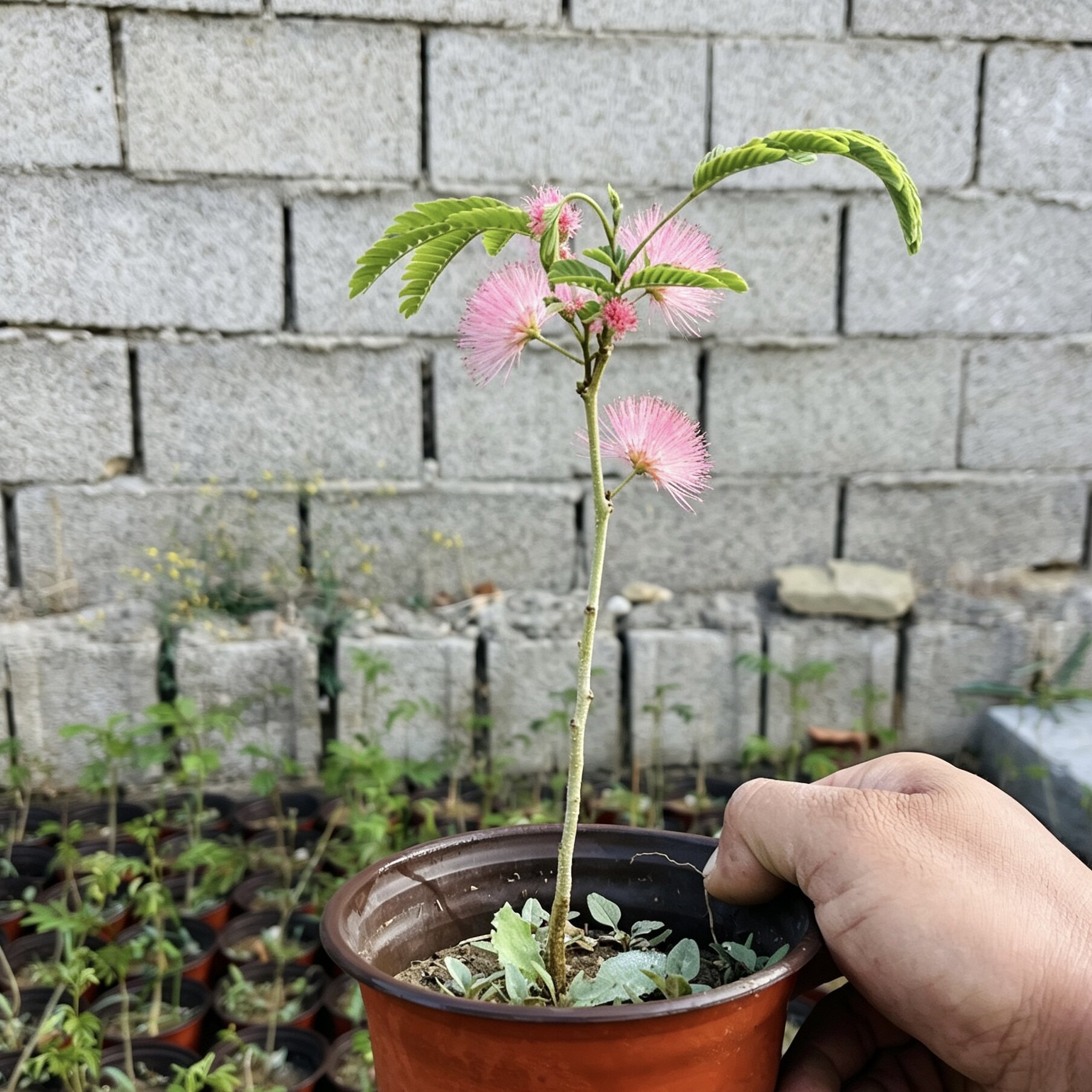 国产粉花合欢盆栽地栽附石造型庭院栽种