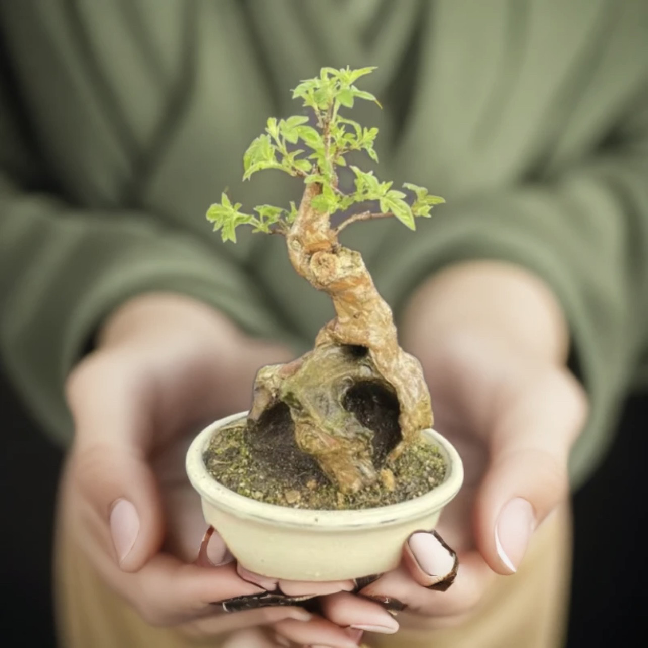 黄荆盆景老桩碳化舍利镂空荆轲盆景小盆景高档次荆疙瘩迷你盆栽