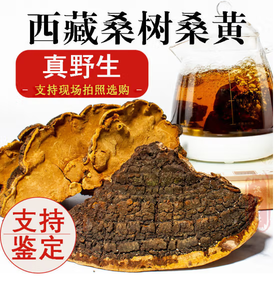 西藏正品野生30年桑树桑黄野生金边桑黄泡酒泡水纯天然野生500克