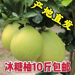 湖南怀化芷江麻麻柚水果湘西高山香柚自家果园新鲜水果现摘现发