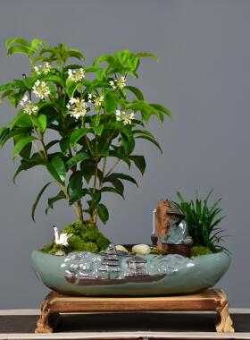 桂花树苗盆栽正宗四季桂绿植多季开食用花卉植物阳台客厅庭院好养