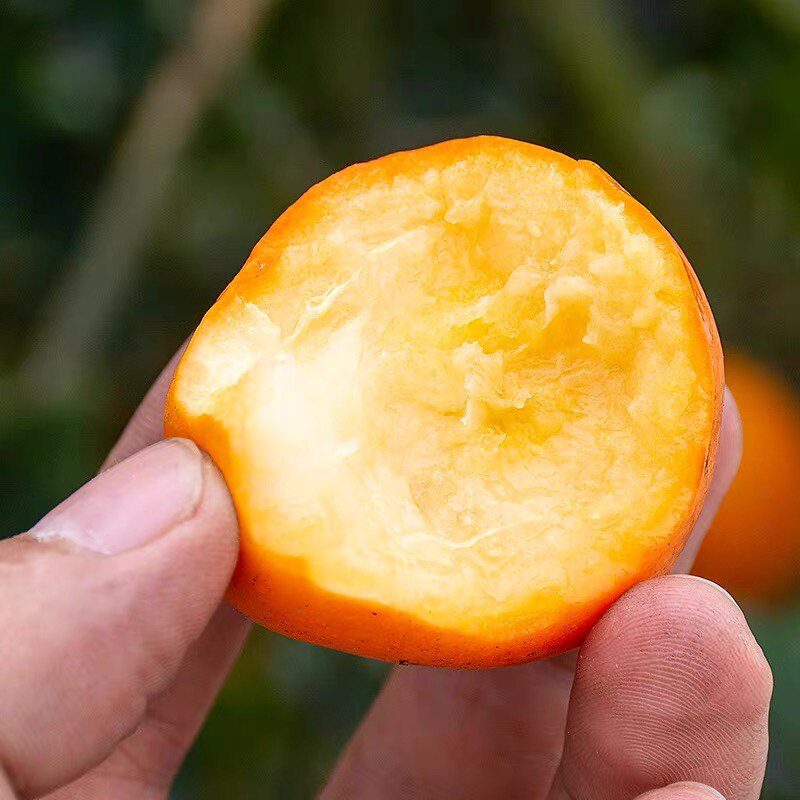 金柑树素材模板 金柑树图片下载 小麦优选 金柑树素材模板 金柑树图片下载 小麦优选