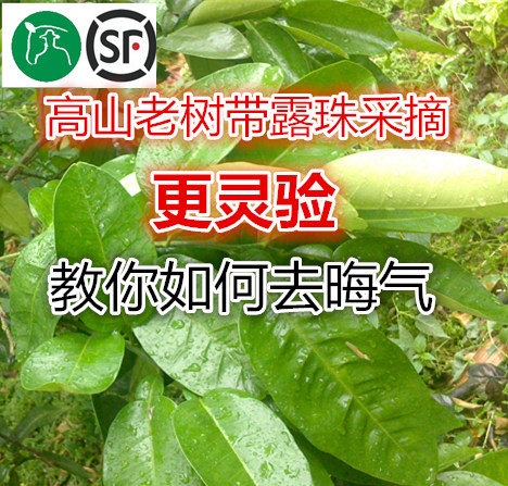 蜜柚园采摘新鲜红蜜柚子叶带枝/不带枝祈福开运转运去晦气