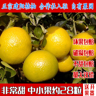 正宗建阳桔柚 新鲜水果 非庆元会昌甜橘柚孕妇桔子甜心中小果包邮