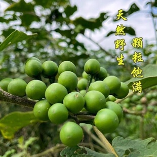 2斤野生现摘广西小苦子果苦果苦子撒撇原料舂苦子拌苦子苦茄子