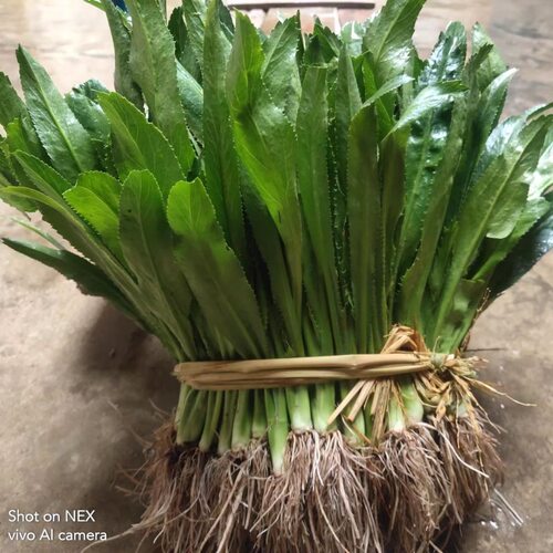 广西大香菜新鲜假芫茜元西芫西冬阴功用刺芫荽鱼生用香柳菜盆栽