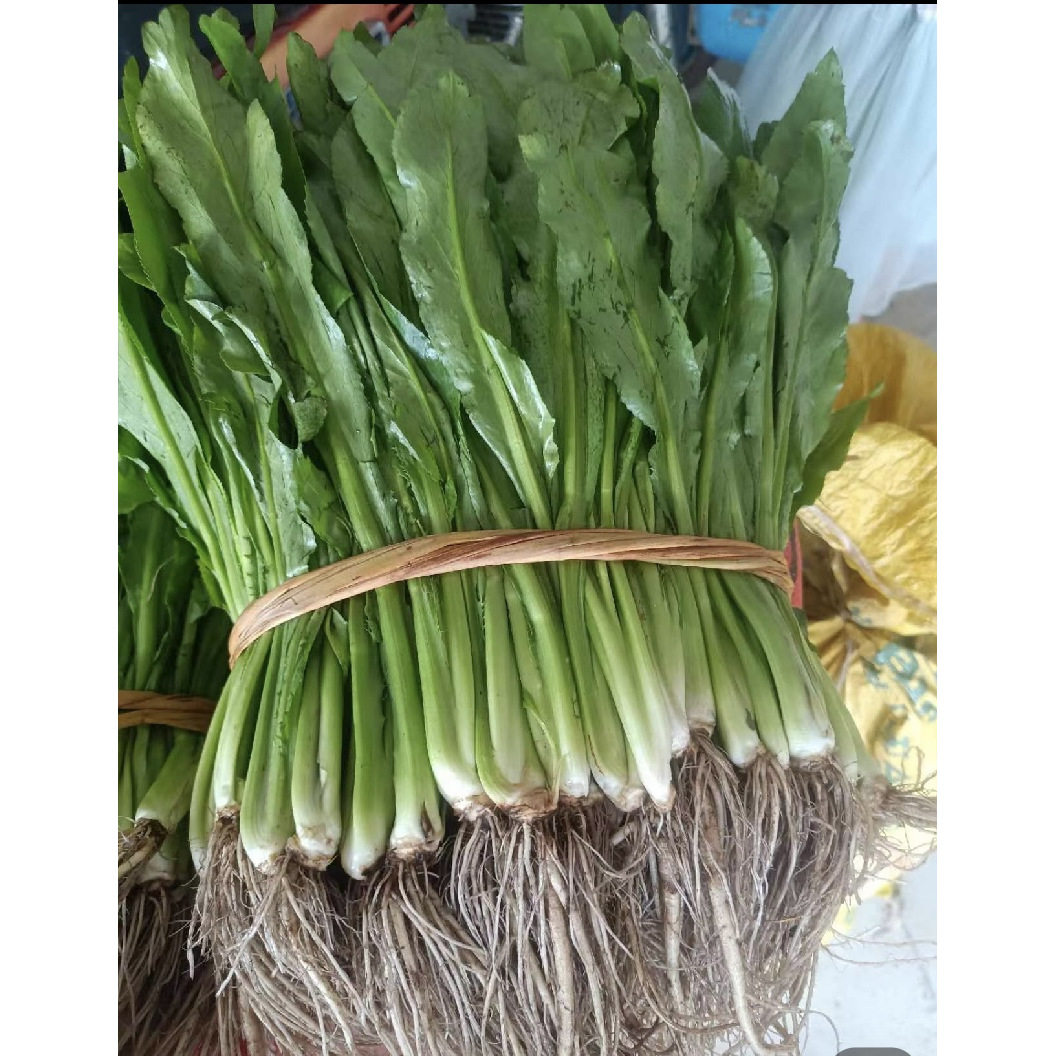 5斤广西大叶香菜假芫茜元西芫西冬阴功用刺芫荽鱼生用香柳菜盆栽