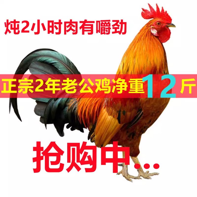 山东老公鸡土鸡农家散养整鸡