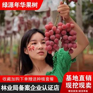 新品种特大葡萄树苗草莓味大果妮娜皇后葡萄苗南北方地栽盆栽种植