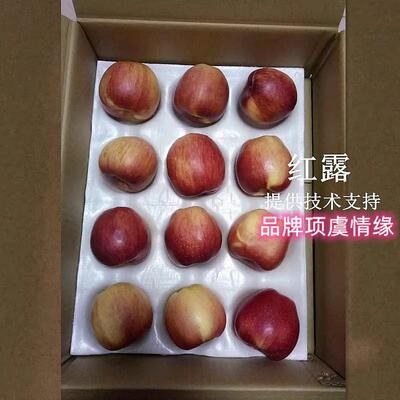 嫁接早熟苹果树苗红露苹果苗特大脆甜抗寒霜南方北方种植当年结果