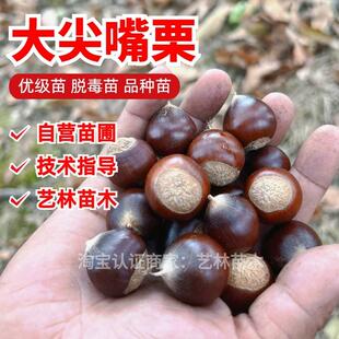 大尖嘴锥栗苗嫁接板栗锥栗树苗大果建瓯锥栗圆尖栗子苗当年结果树
