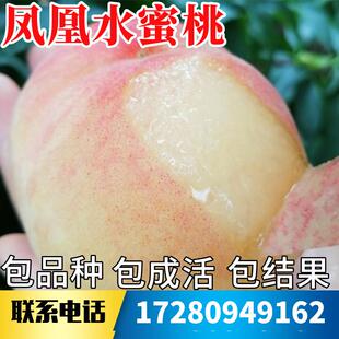 凤凰水蜜桃苗南北方庭院地栽大树耐寒桃树果苗盆栽嫁接当年结果
