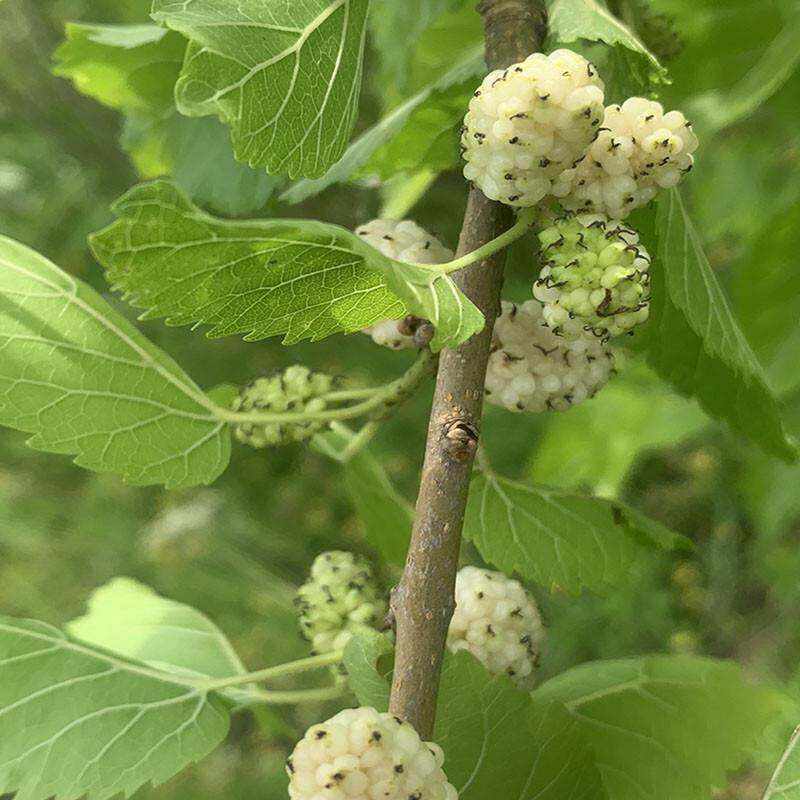 红玛瑙果桑苗成熟纯白的桑葚品种丰产的白色桑葚果树苗南北桑果苗