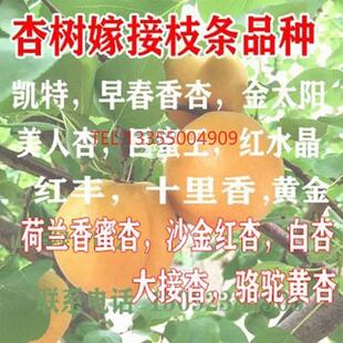大黄杏树接穗桃树接穗现剪现发帝王大杏枝条嫁接枝条甜杏树码子