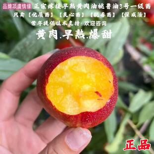特早熟6月成熟油桃树苗黄肉脆甜鲁油3号油桃苗桃子苗树南北方种植
