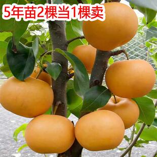香梨雪梨砀山梨苹果梨翠冠梨树果苗新品种秋月梨皇冠梨树活苗果树