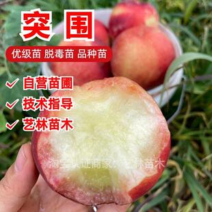 突围桃树苗嫁接早熟春美桃苗南方北方种植特大果水蜜桃苗盆栽地栽