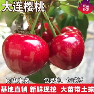 大连樱桃树苗南北方地栽车厘子树苗盆栽特大嫁接樱桃树苗当年结果