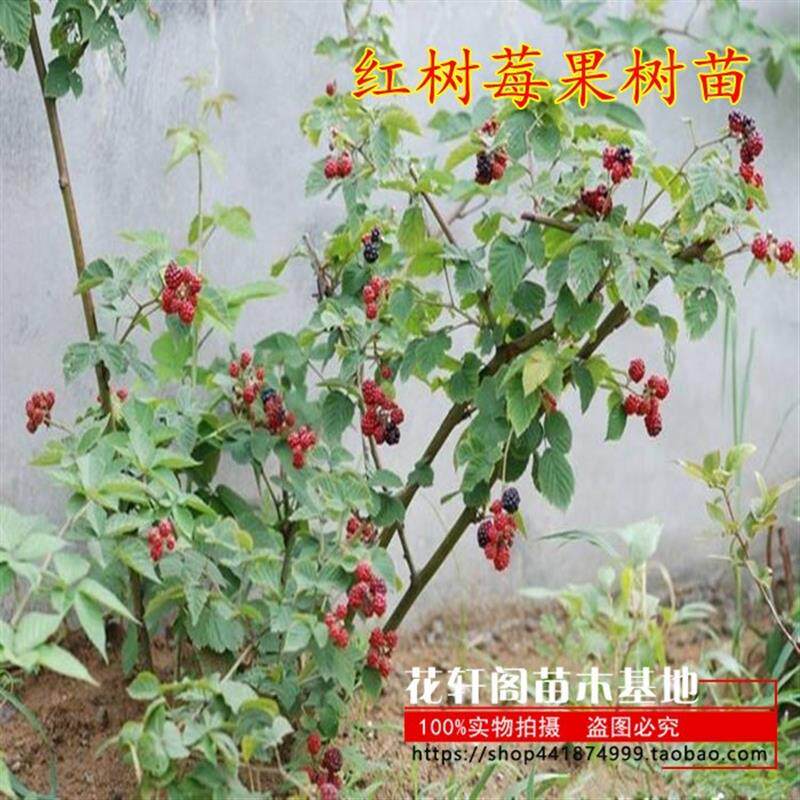 红树莓果树苗覆盆子桑树包邮四季室内当年结果树莓苗盆栽黑梅树苗