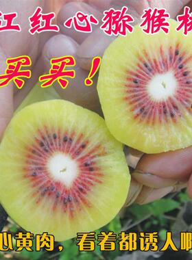 浙江红心猕猴桃苗江山猕猴桃嫁接苗盆栽徐香猕猴桃树苗果树可地栽