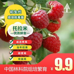 拍三棵包邮树莓苗覆盆子红树莓盆栽地栽双季波尔卡阳台庭院