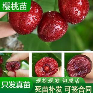 山东老王苗木 嫁接樱桃树苗车厘子烟台美早大樱桃树苗盆栽带盆
