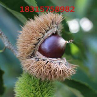 嫁接板栗树苗 锥栗苗 锥栗树苗建瓯锥栗苗尖栗苗当年结果树苗