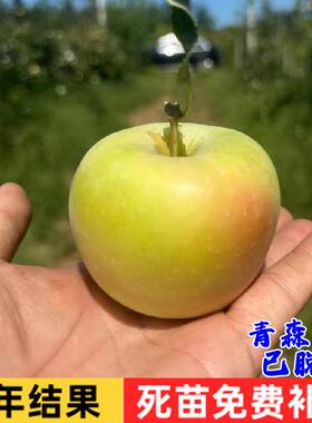 嫁接青森水蜜桃苹果苗拓季toki苹果苗中熟南北方庭院种植当年结果