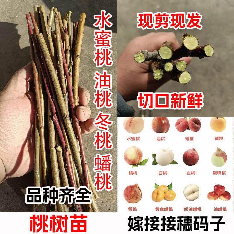 新品种桃树嫁接枝条接穗桃树枝水蜜桃油桃蟠桃冬桃水蜜桃嫁接枝条