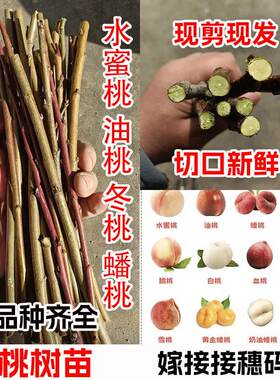 新品种桃树嫁接枝条接穗桃树枝水蜜桃油桃蟠桃冬桃水蜜桃嫁接枝条
