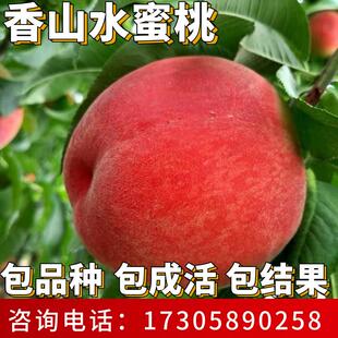 香山水蜜桃苗南北方种植耐寒桃树果苗大树盆栽嫁接活苗当年结果