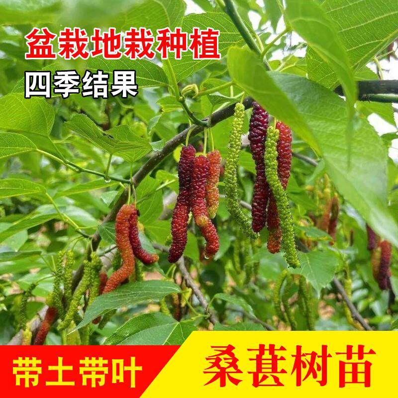 当年结果四季 桑葚桑椹无籽大十果桑苗长桑果白桑葚苗 嫁接苗树苗