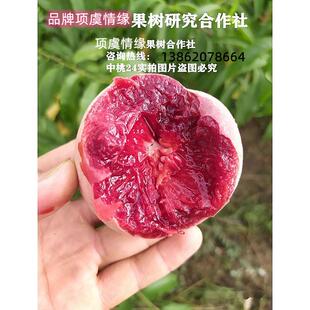 桃树果苗嫁接早熟新品种朱砂红肉狗血桃苗离核中桃24号桃树苗接穗