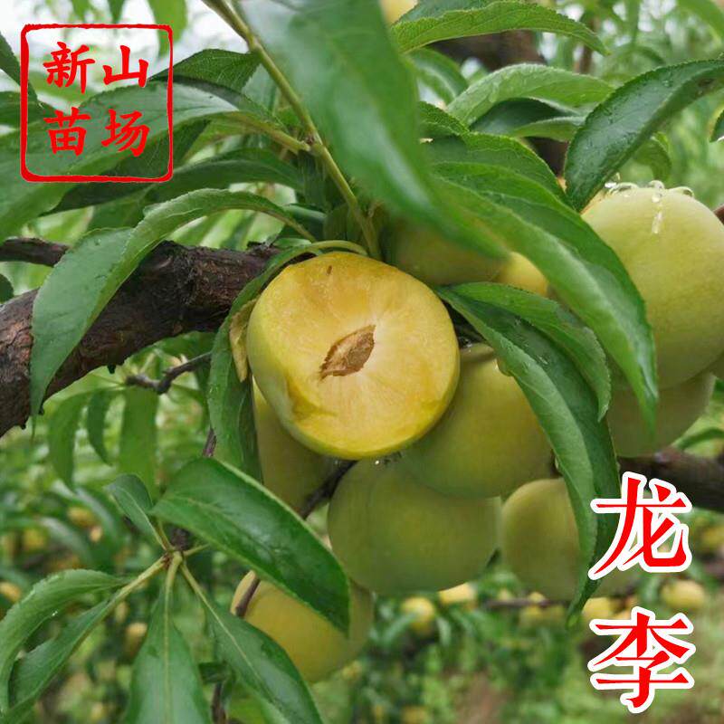 【龙李苗】 丰产蜂糖李优系青脆李嫁接李子树苗
